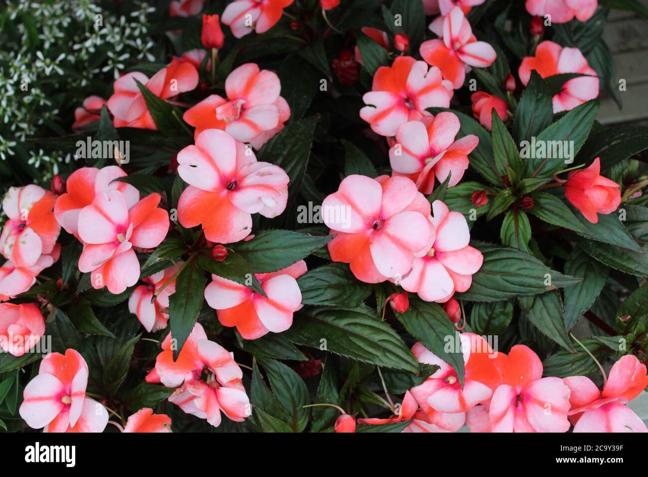 L'immagine mostra fioritura occupato lizzie nel giardino Foto Stock