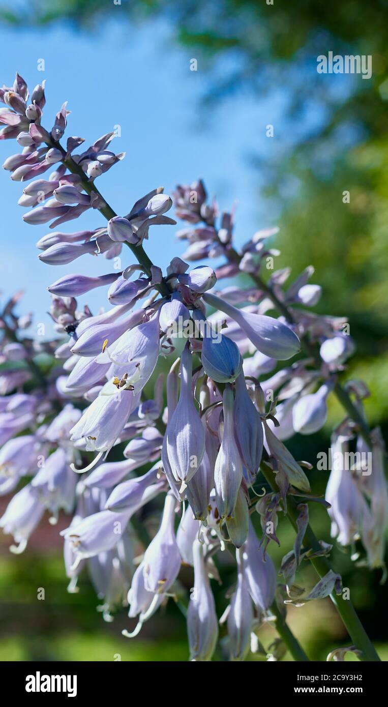 Hosta fiore dettaglio in Miorland piccolo giardino a 900 piedi Foto Stock