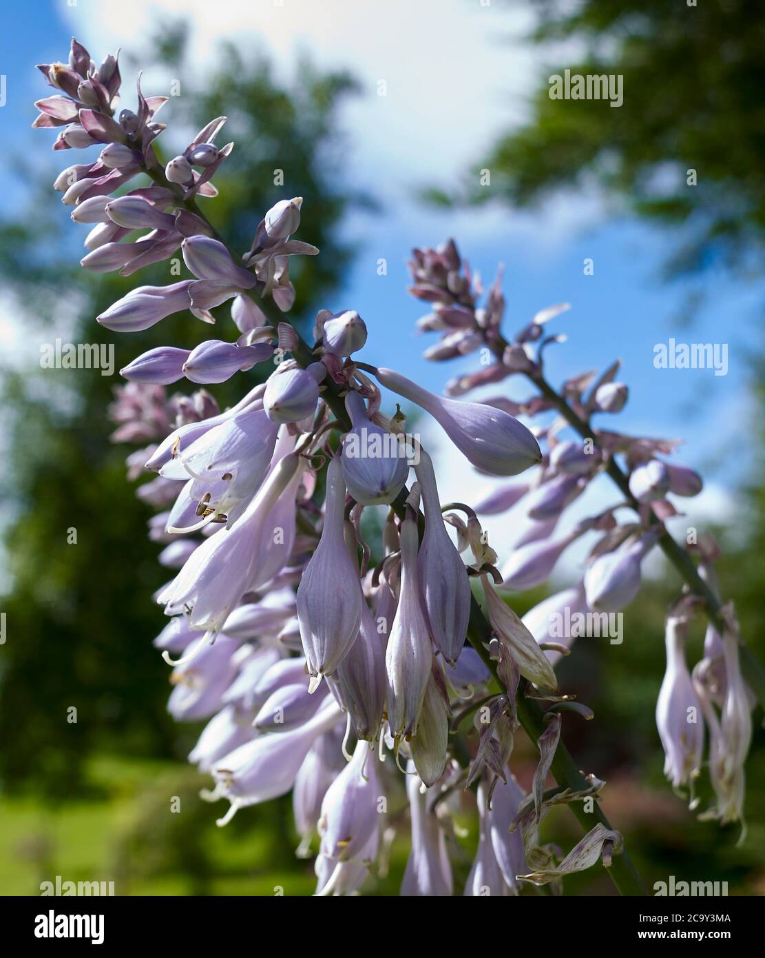 Hosta fiore dettaglio in Miorland piccolo giardino a 900 piedi Foto Stock