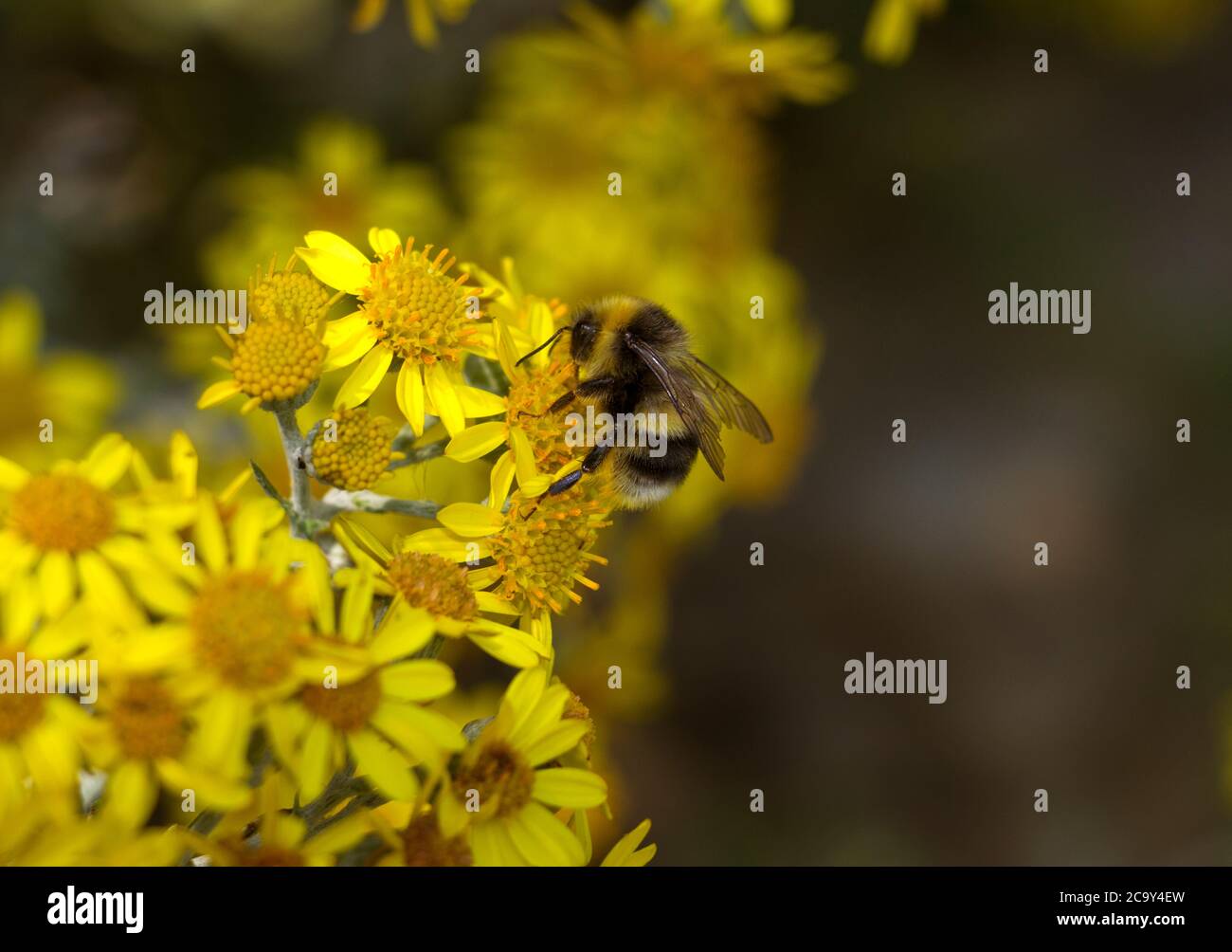 Una Bumble Bee dalla coda bianca raccoglie polline e nettare dai fiori di un ragwort comune che aiuta con l'impollinazione delle piante. Foto Stock