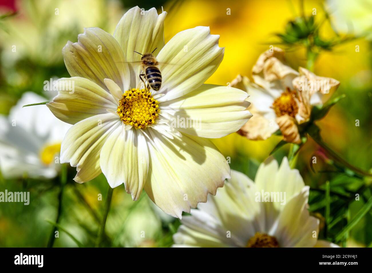 Yellow Cosmos Xanthos Cosmos Bee volando su Flower Cosmos bipinnatus Xanthos Cosmos Annuals Flowers Insect Flying Bloom Common Cosmos Xantos Honey bee Foto Stock