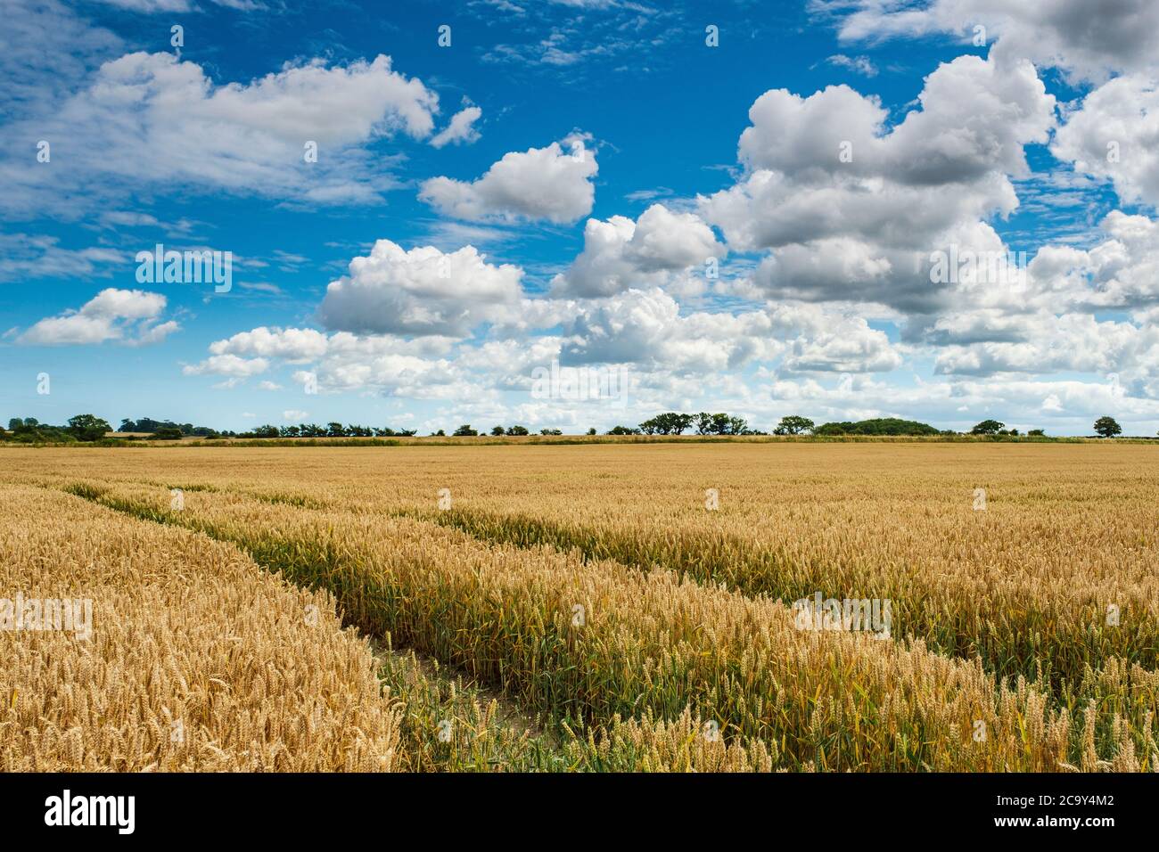 Cumulus nuvole sopra un campo di grano. Foto Stock