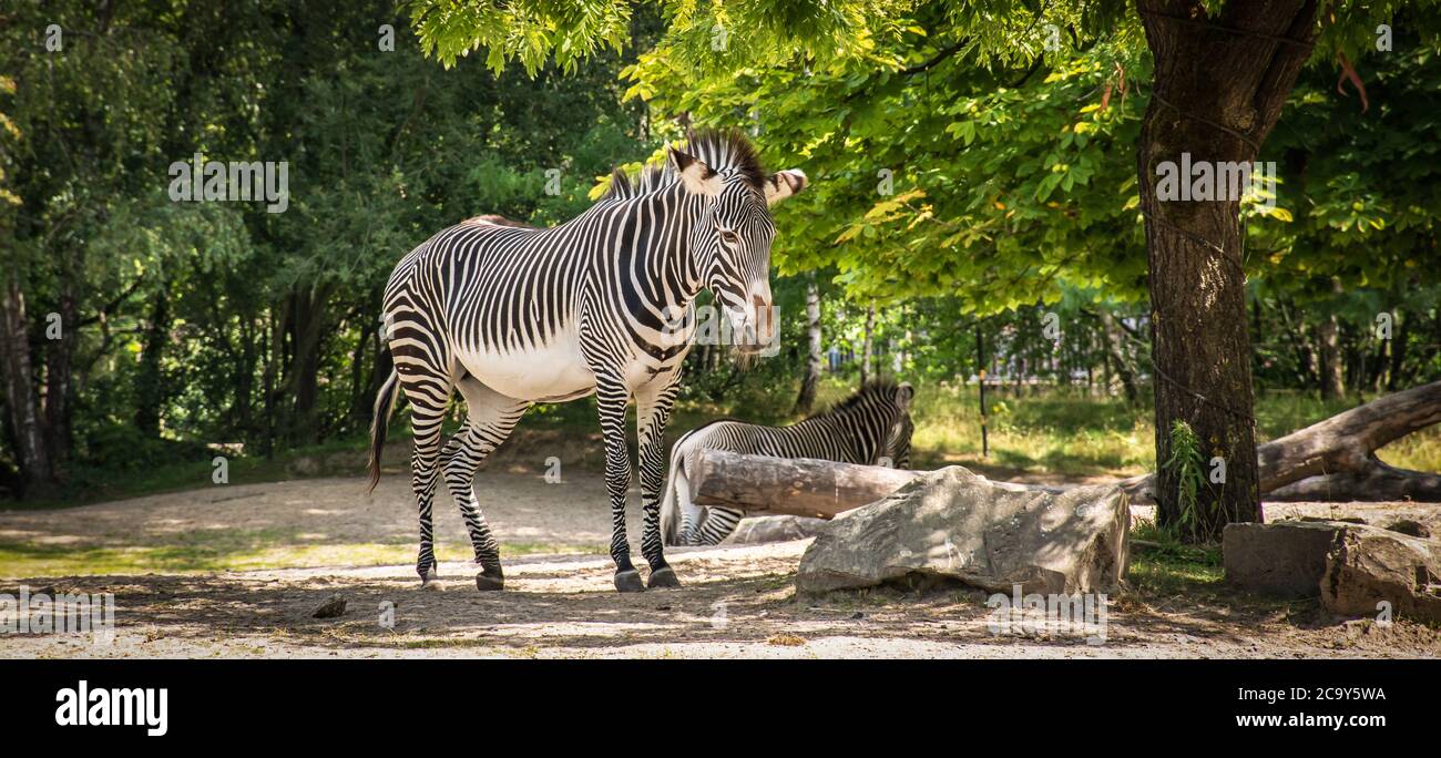 Bella zebra in natura. Foto Stock