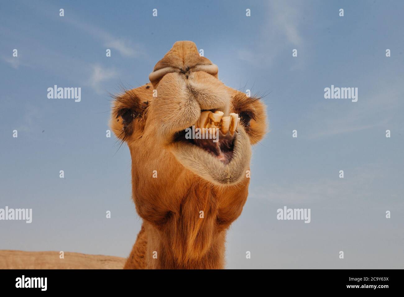 Cammello nel deserto d'Israele, primo piano divertente Foto Stock