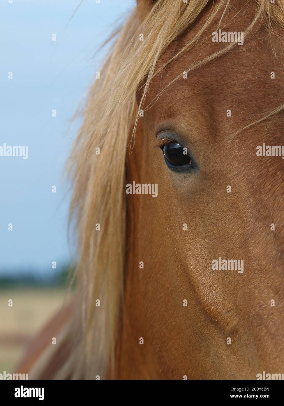 Un primo piano del volto di un raro cavallo Suffolk Punch di razza che mostra il suo occhio delicato. Foto Stock