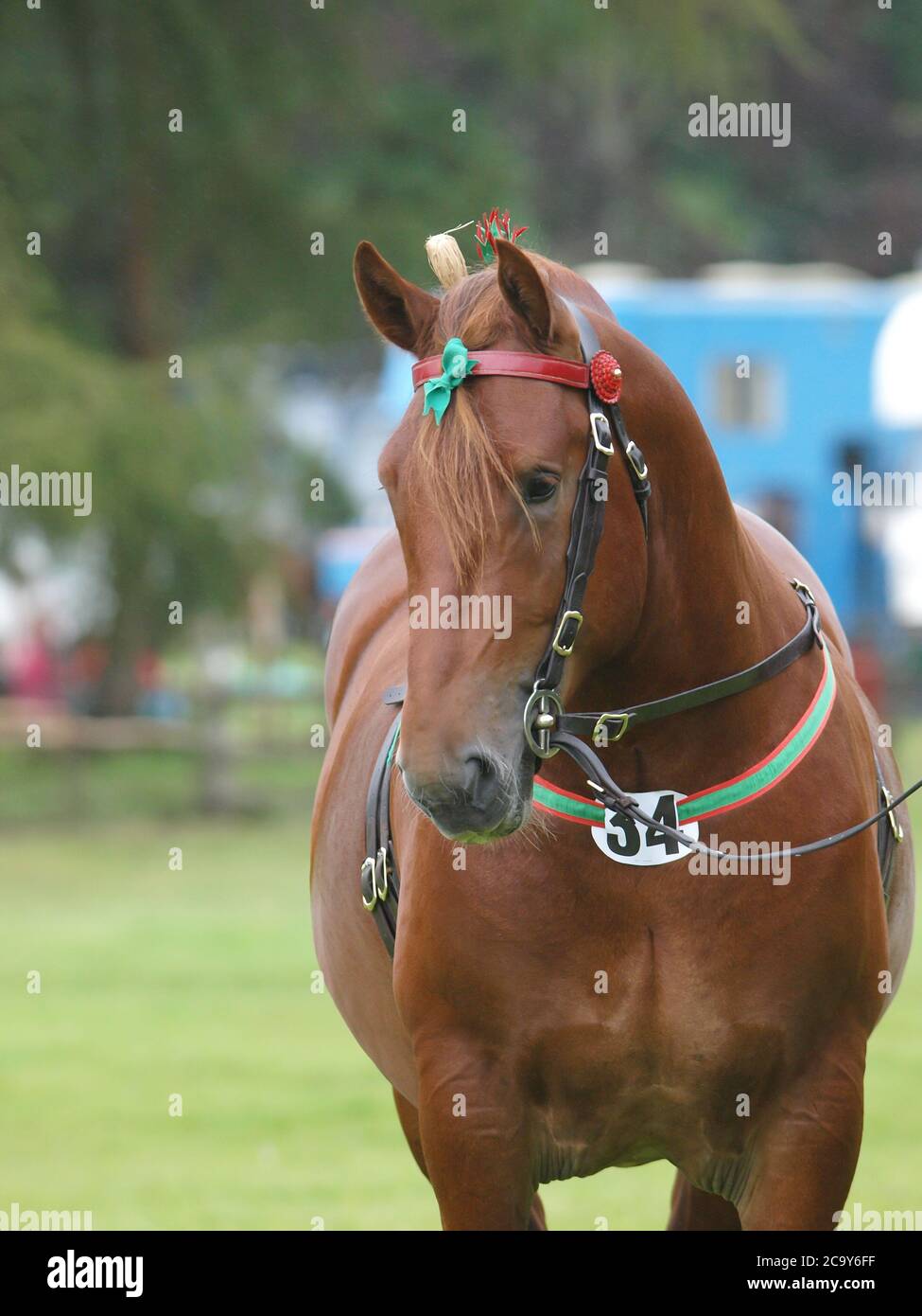 Uno stallone di Punch Suffolk di razza rara nell'imbragatura dello spettacolo. Foto Stock