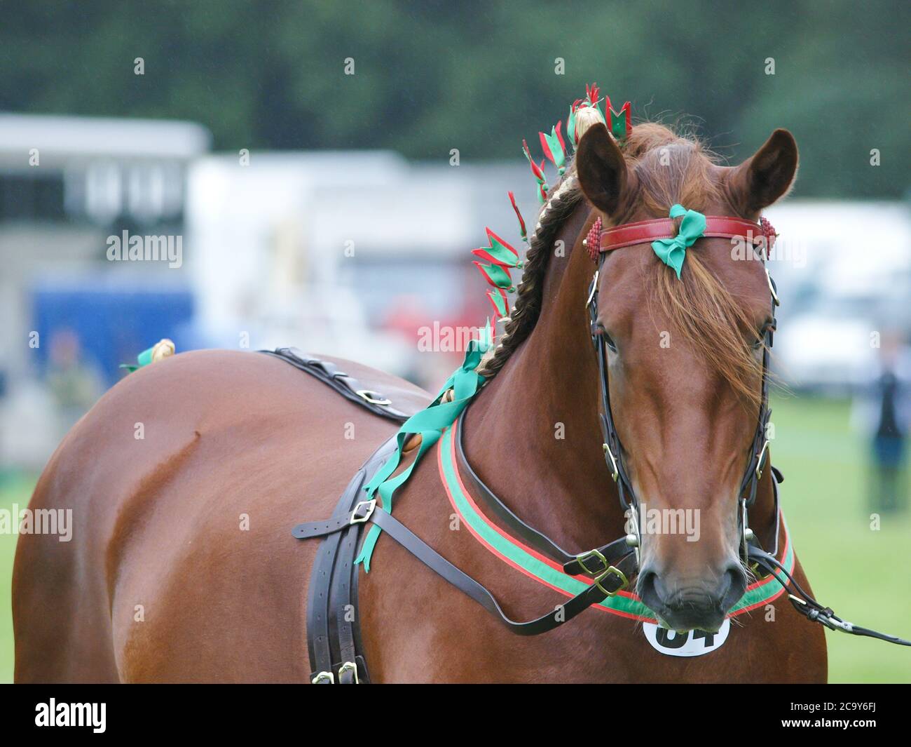 Uno stallone di Punch Suffolk di razza rara nell'imbragatura dello spettacolo. Foto Stock