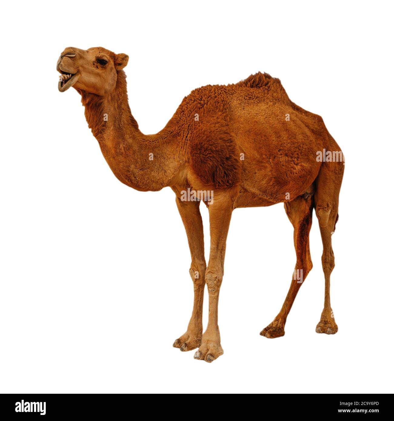Camel isolati su sfondo bianco Foto Stock