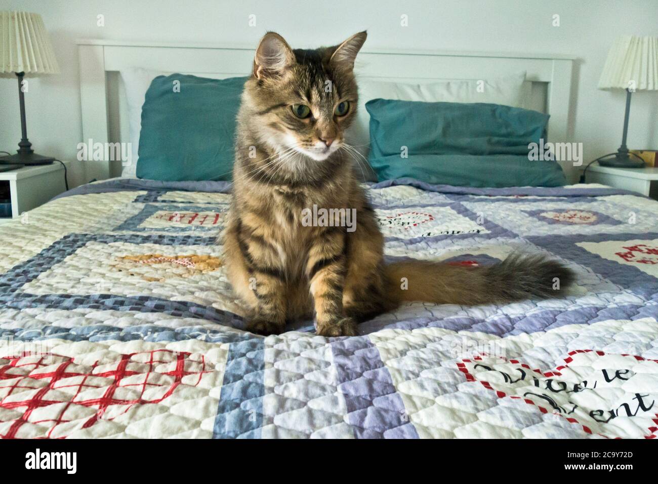 gatto shorthair domestico sul letto Foto Stock