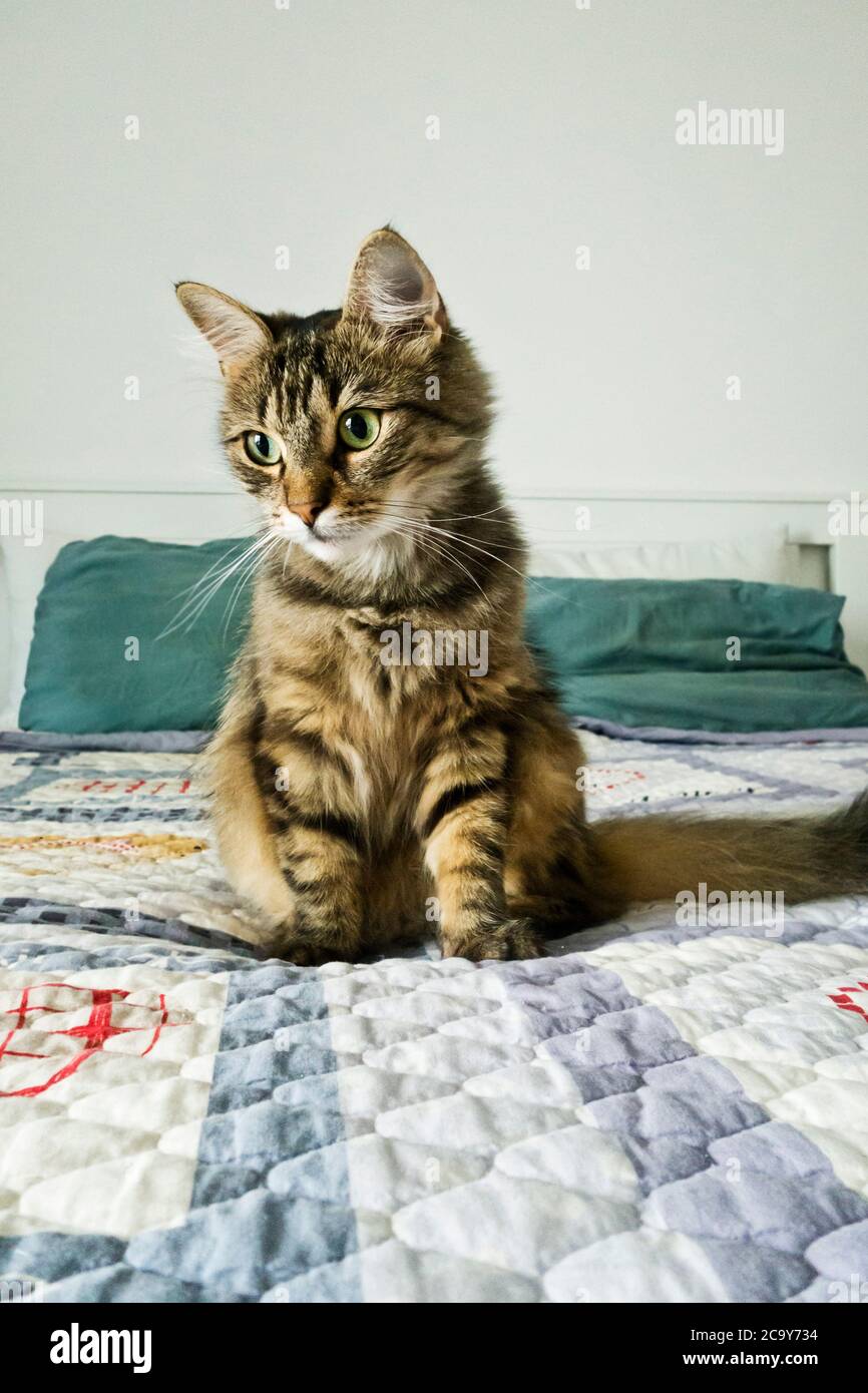 gatto shorthair domestico sul letto Foto Stock