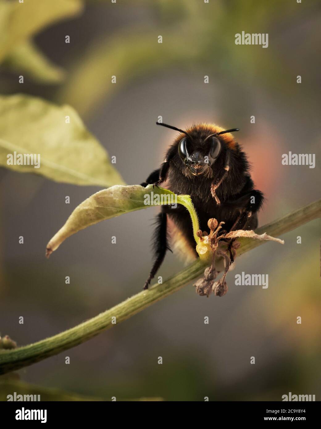 Un bumblebee con coda di roba che raccoglie polline su una pianta di chili, guardando verso la macchina fotografica. Foto Stock