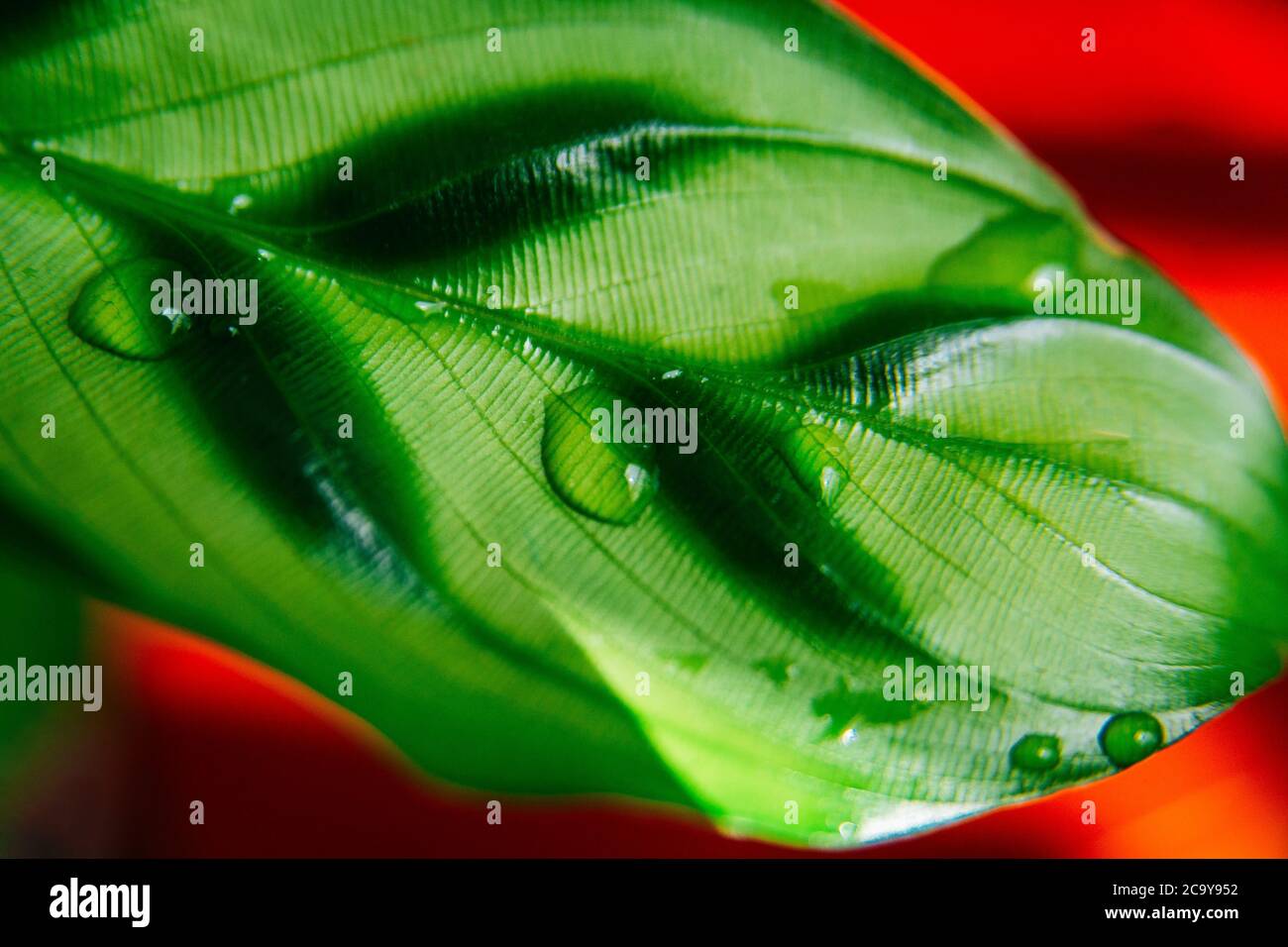 Primo piano foglia di una pianta domestica Calatea concinna Freddie con il sole rosso stripeo sfondo. Gocce d'acqua. Colori rosso e verde vivaci e vivaci Foto Stock