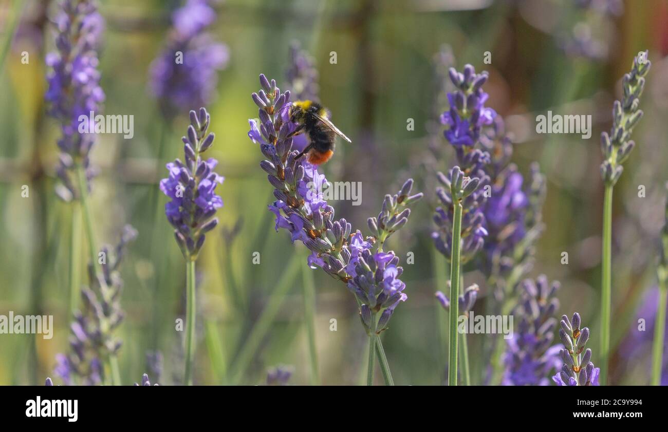 Bumblebee a coda rossa (Bombus lapidarius) UK in lavanda inglese. Foto Stock