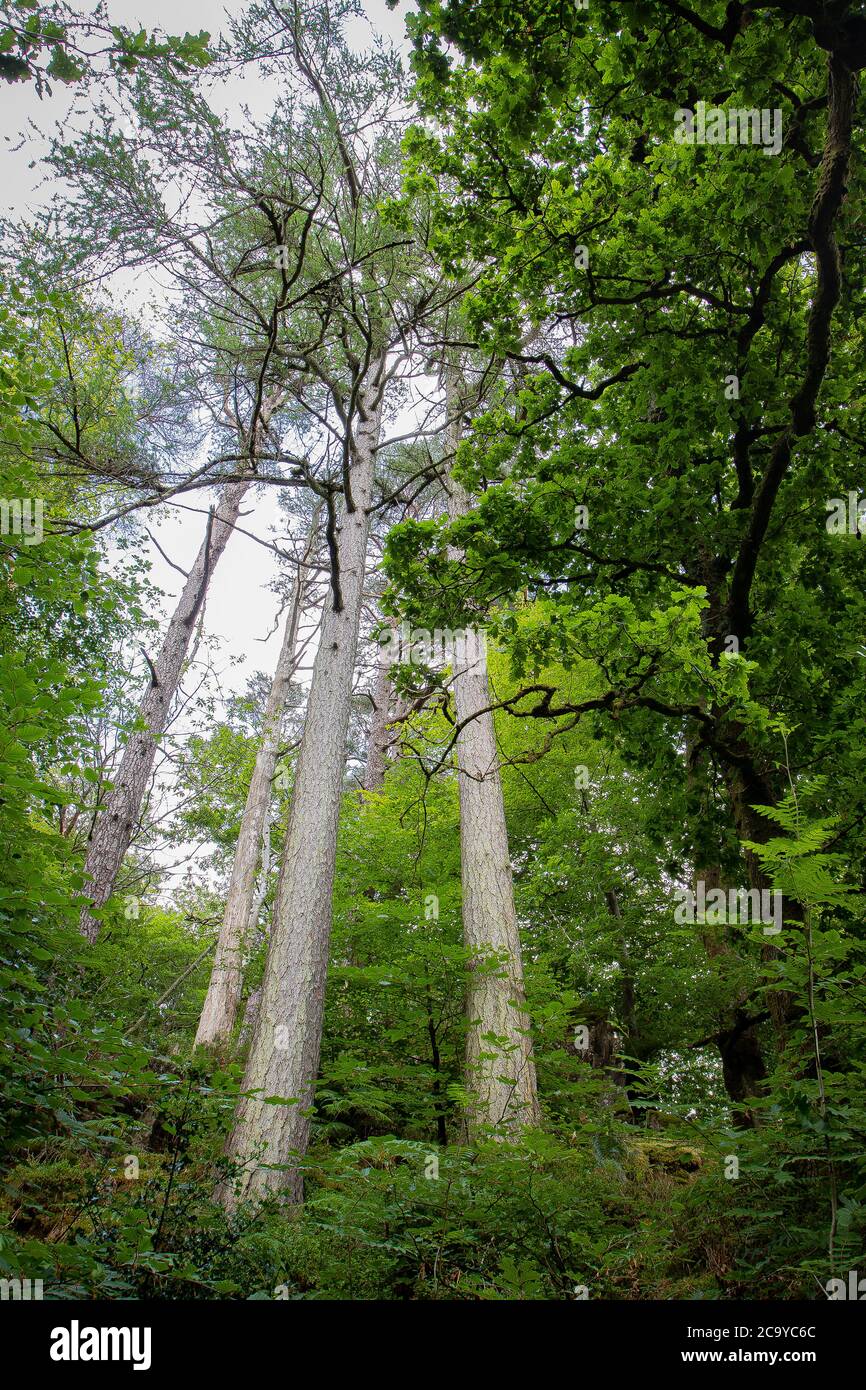 Foresta di Beddgelert Foto Stock Foresta di Beddgelert Foto Stock