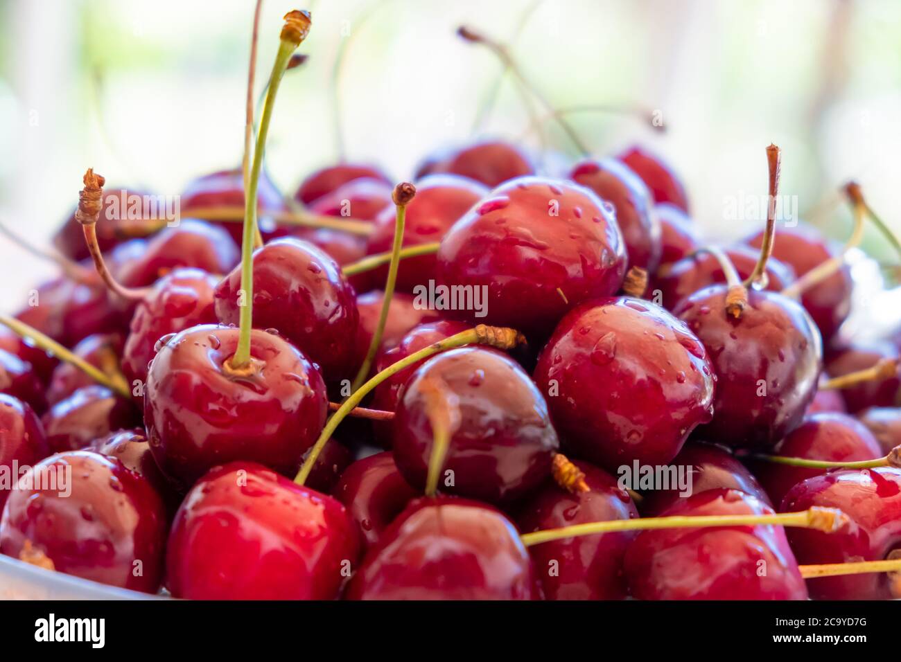 Ciliegie succose con gocce d'acqua, primo piano. Rosso ciliegio sfondo. Foto Stock