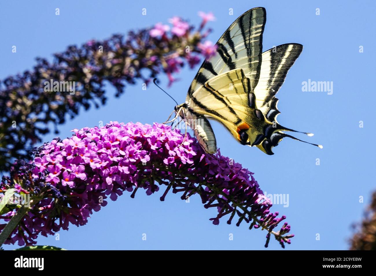 Scarso farfalla coda di rondine Iphiclides podalirius Buddleja farfalla Buddleja davidii fiore lilla estiva farfalla vista sotto, nettare da mangiare Foto Stock