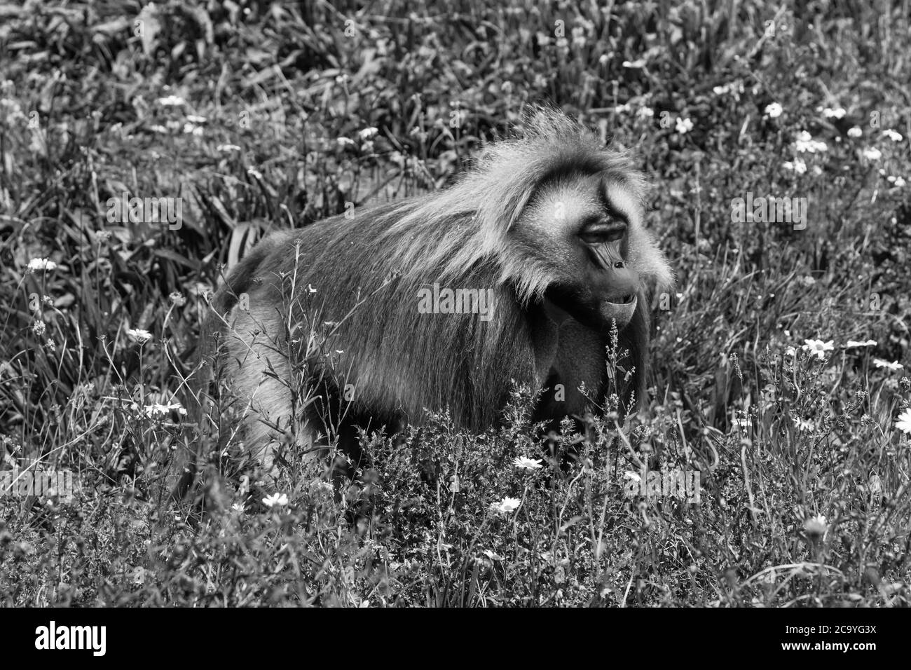 Maschio Gelada ((Theropithecus gelada) progetto Wild Place, Bristol Inghilterra UK. Luglio 2019 Foto Stock
