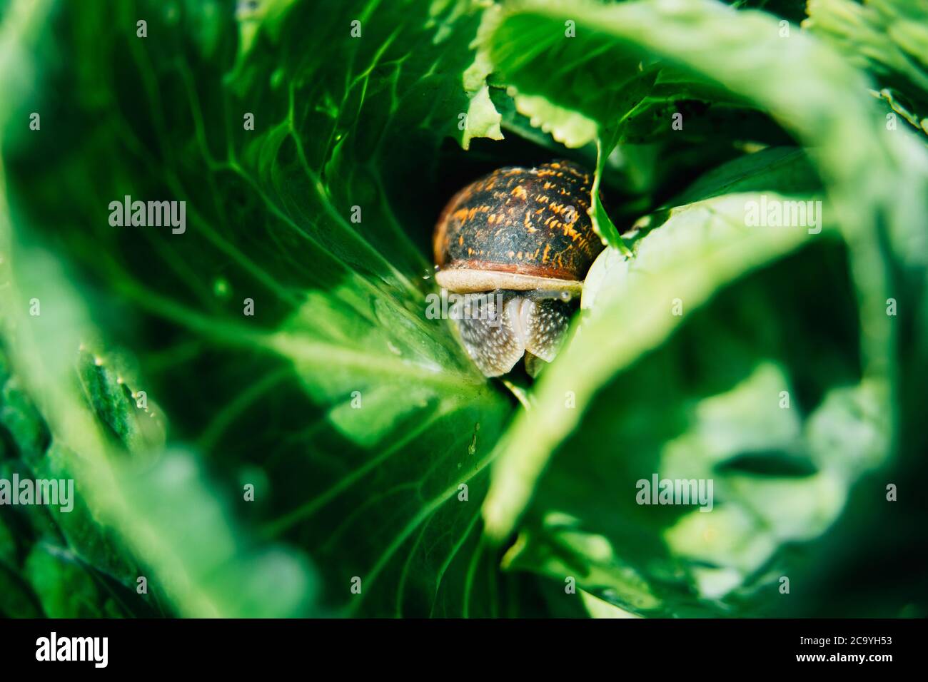una lumaca che mangia un cavolo in un orto patch o un'assegnazione. Cavolo che viene mangiato dalla lumaca fuori Foto Stock