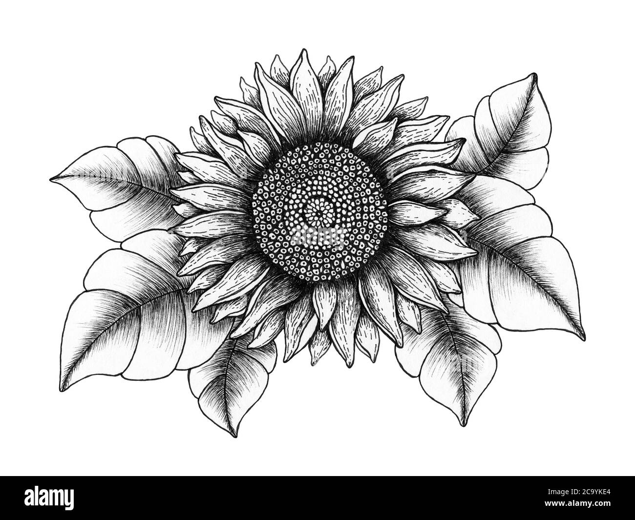 illustrazione di girasole vintage, disegno di penna di inchiostro floreale disegnato a mano, girasole bianco e nero disegno realistico isolato su bianco, linea artistica botanica Foto Stock