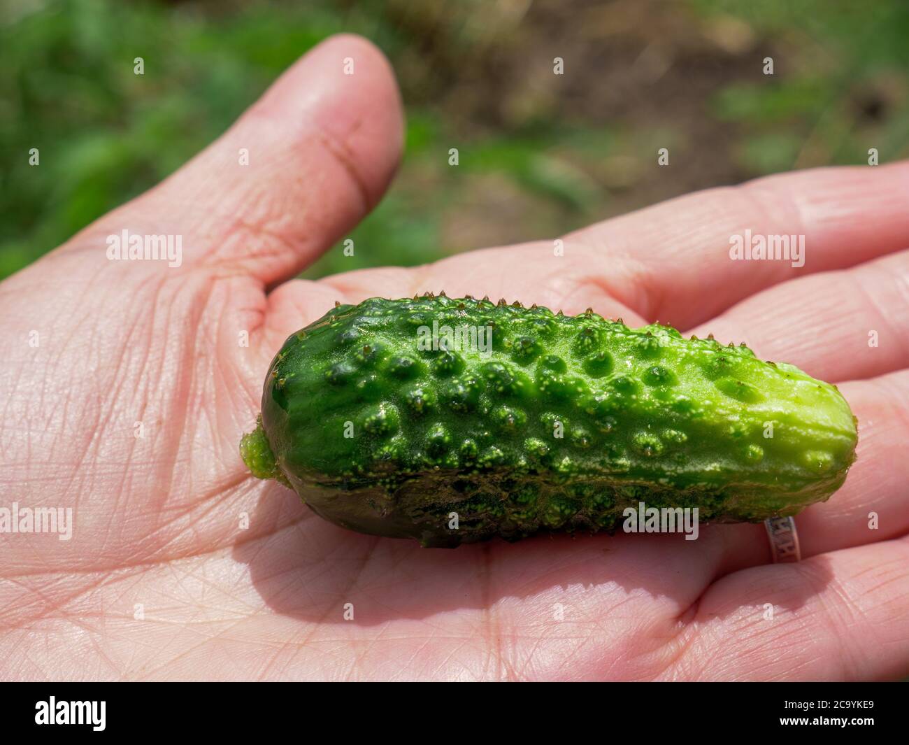 Palma aperta con il piccolo e carino cetriolo che giace nella mano della donna all'aperto in una soleggiata giornata estiva. Foto Stock