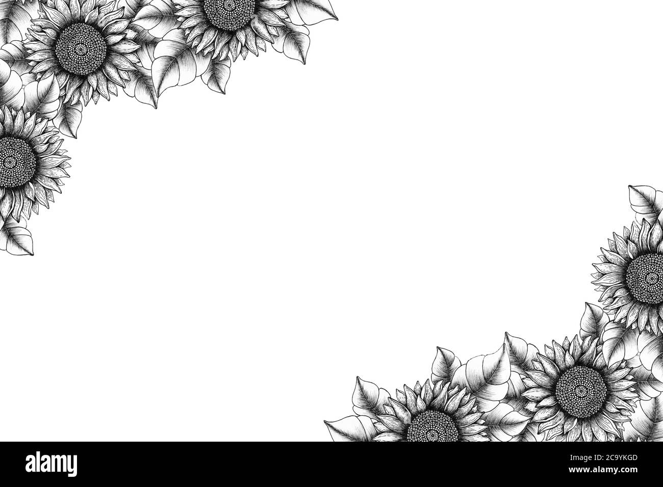 cornice girasole vintage, disegno carte floreali con inchiostro disegnato a mano, decorazione botanica con girasoli monocromatici, decorazione floreale linea d'arte Foto Stock