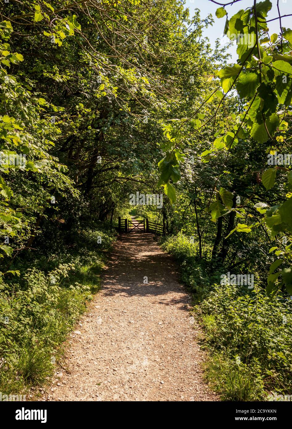 Dovedale - UN bellissimo paesaggio in una riserva naturale in Inghilterra Foto Stock