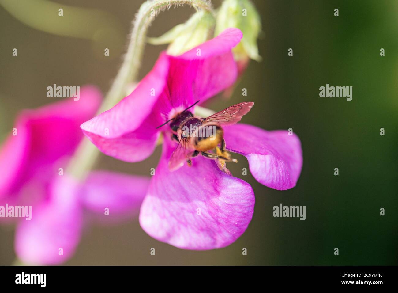 Macro shot di un'ape che visita un fiore rosa Foto Stock