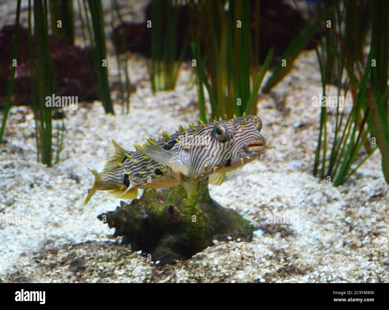 Pavimento oceano con erba di anguilla e una piscina a strisce di pesce burrfish. Foto Stock