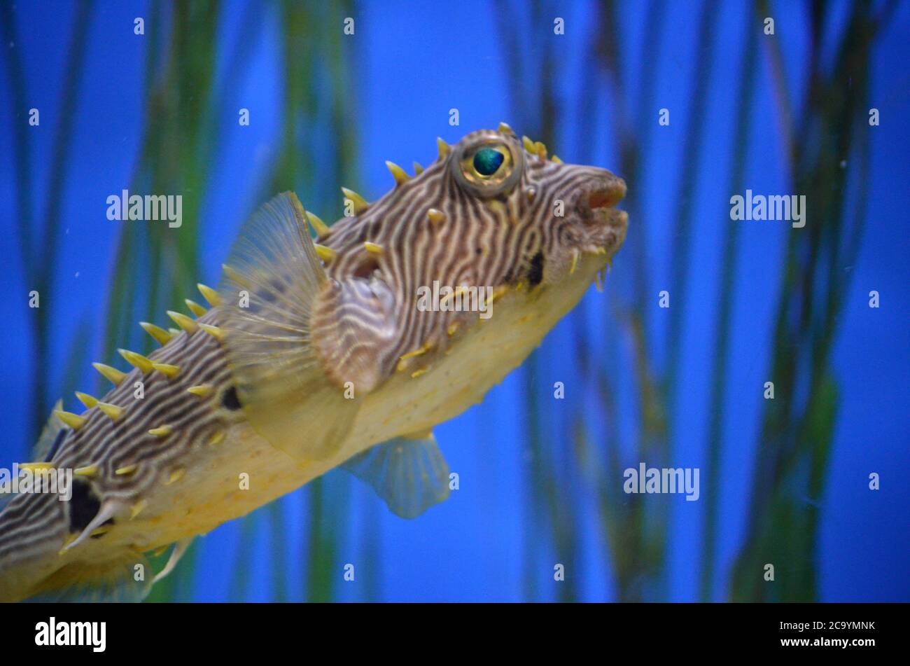 Rana di pesce stripato con erba di anguilla che nuotano sott'acqua. Foto Stock