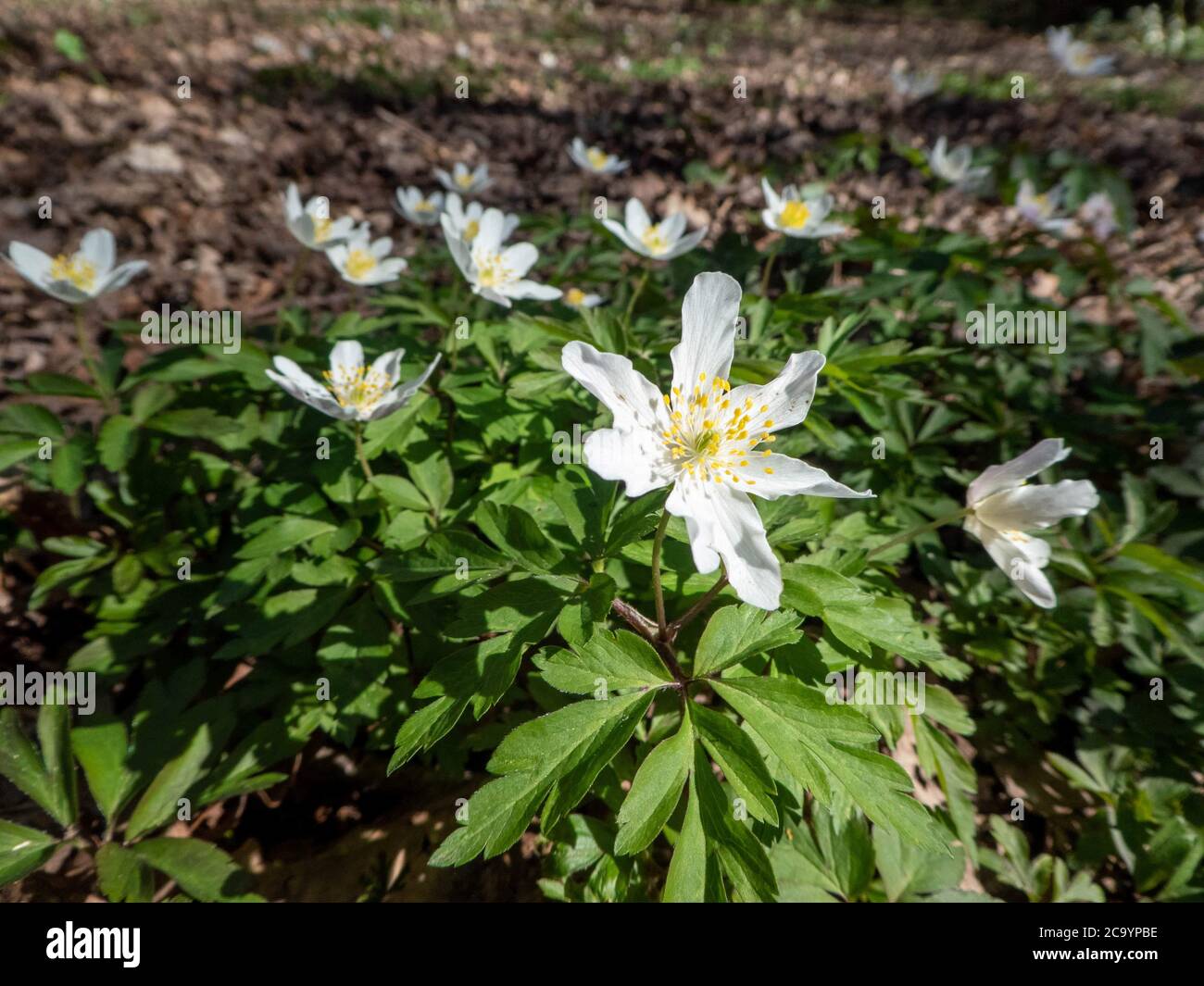 anemoni in luce del sole oppresso nei boschi Foto Stock