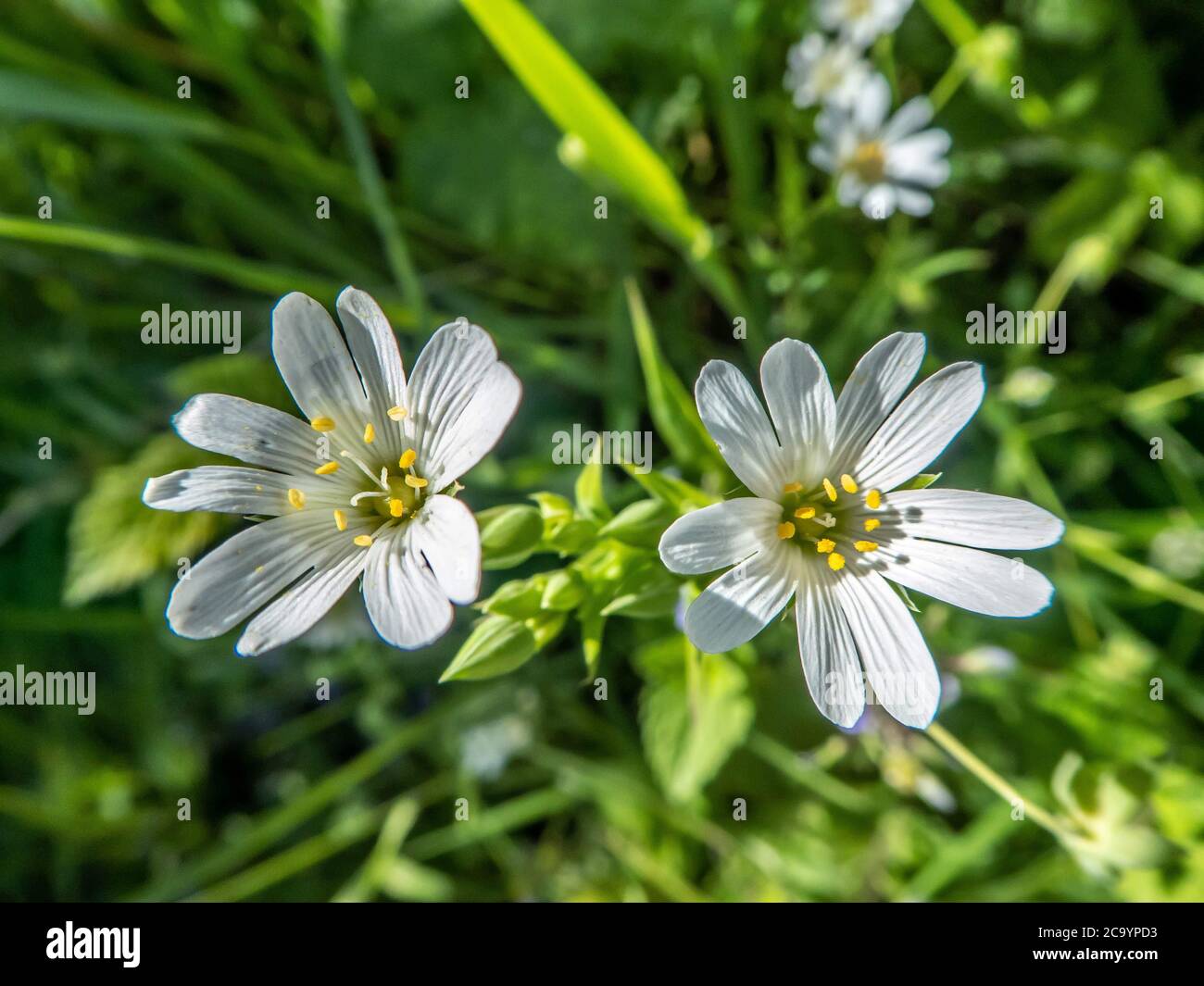 più grande cucitchwort che soffia nella brezza Foto Stock