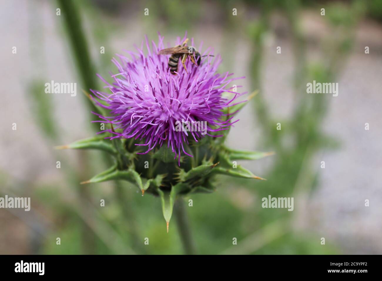 L'immagine mostra un carosello nel terreno Foto Stock