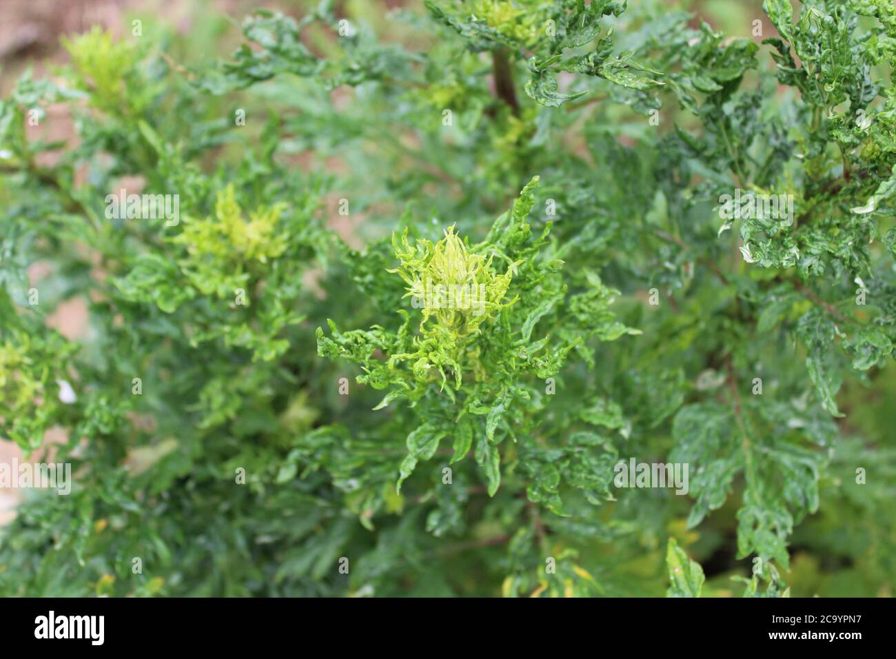 L'immagine mostra un campo di mugwort nel giardino Foto Stock