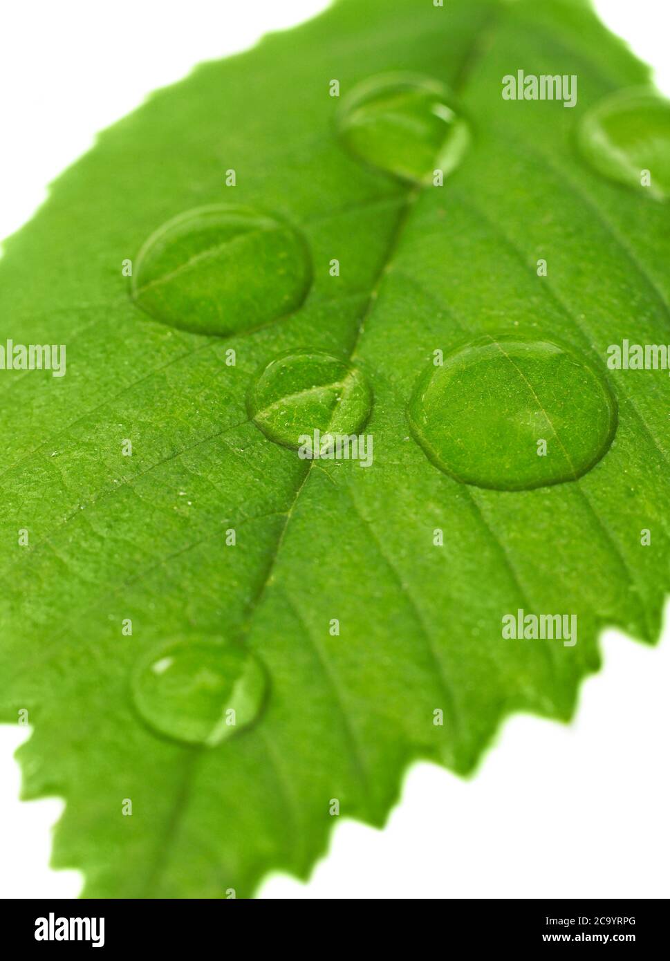 Foglia con goccia d'acqua isolata su bianco Foto Stock