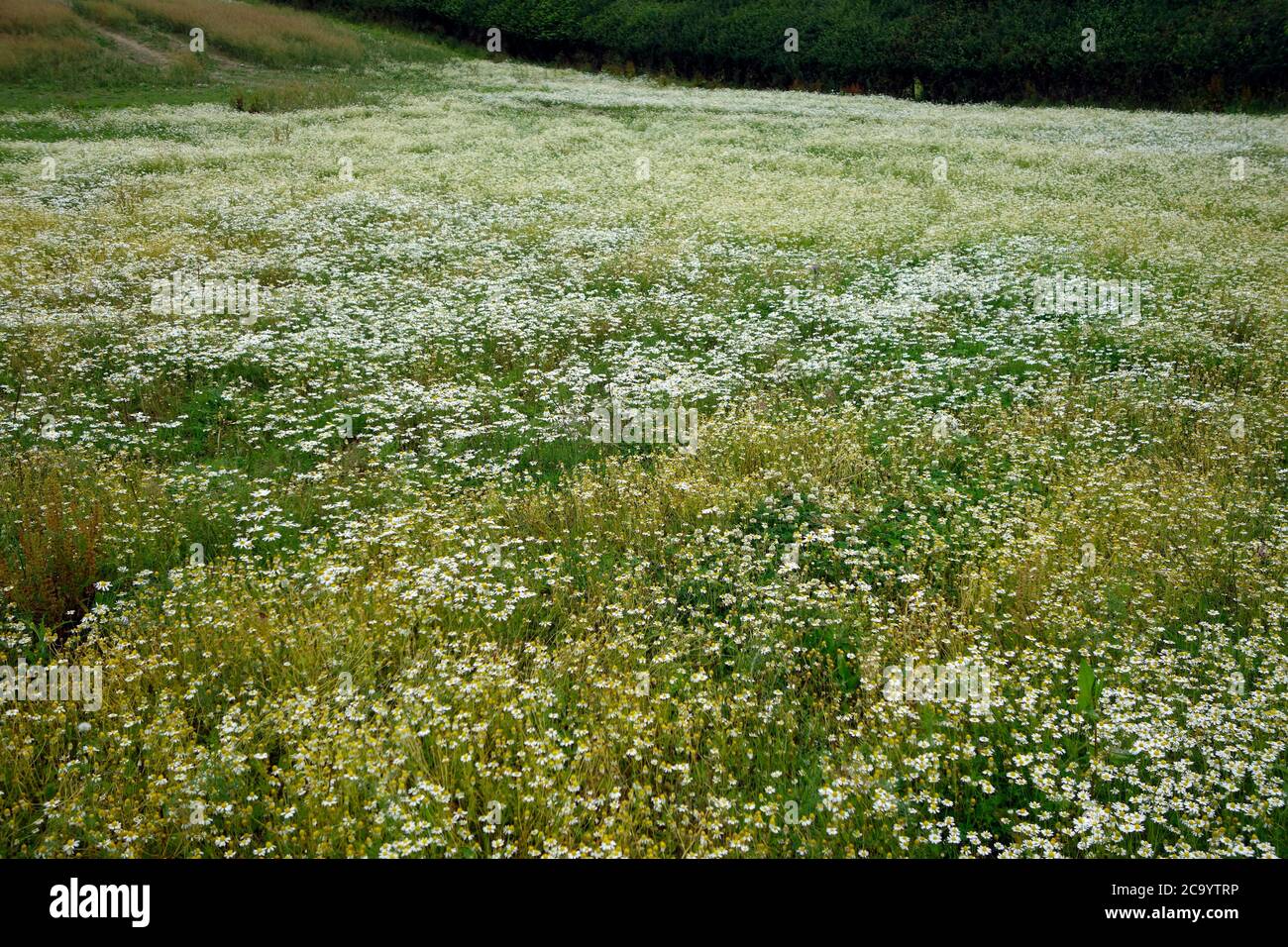 Piante di camomilla ( Chamaemelum nobile ) in fiore in un campo nel mese di luglio, Regno Unito Foto Stock