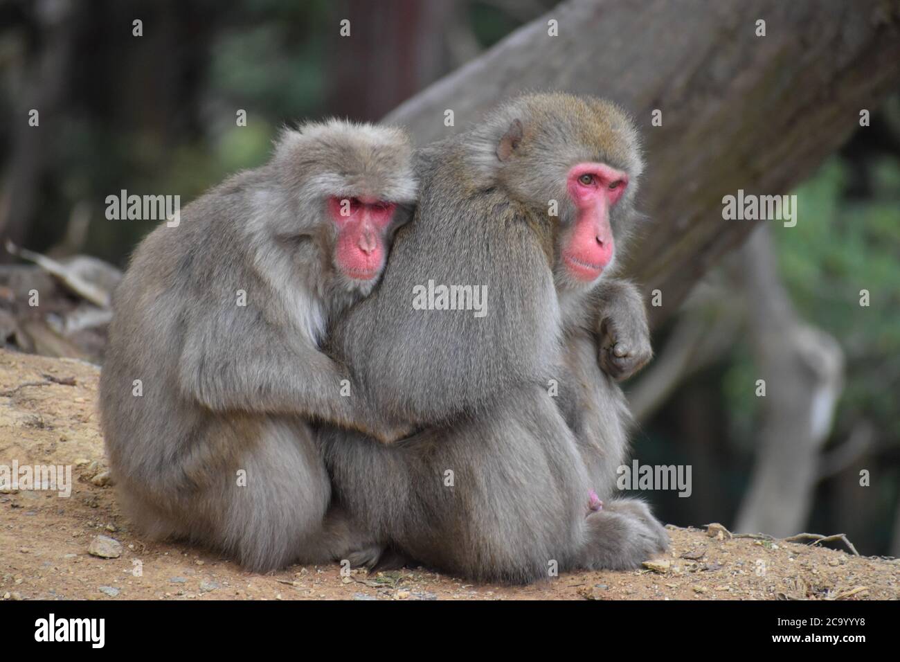 Due bei moneys giapponesi della neve di Macaque sono visti coccolare nel loro habitat naturale vicino al Giappone di Kyoto Foto Stock