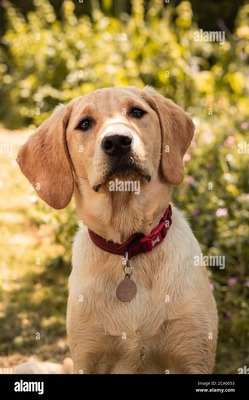 Labrador cucciolo seduto Foto Stock