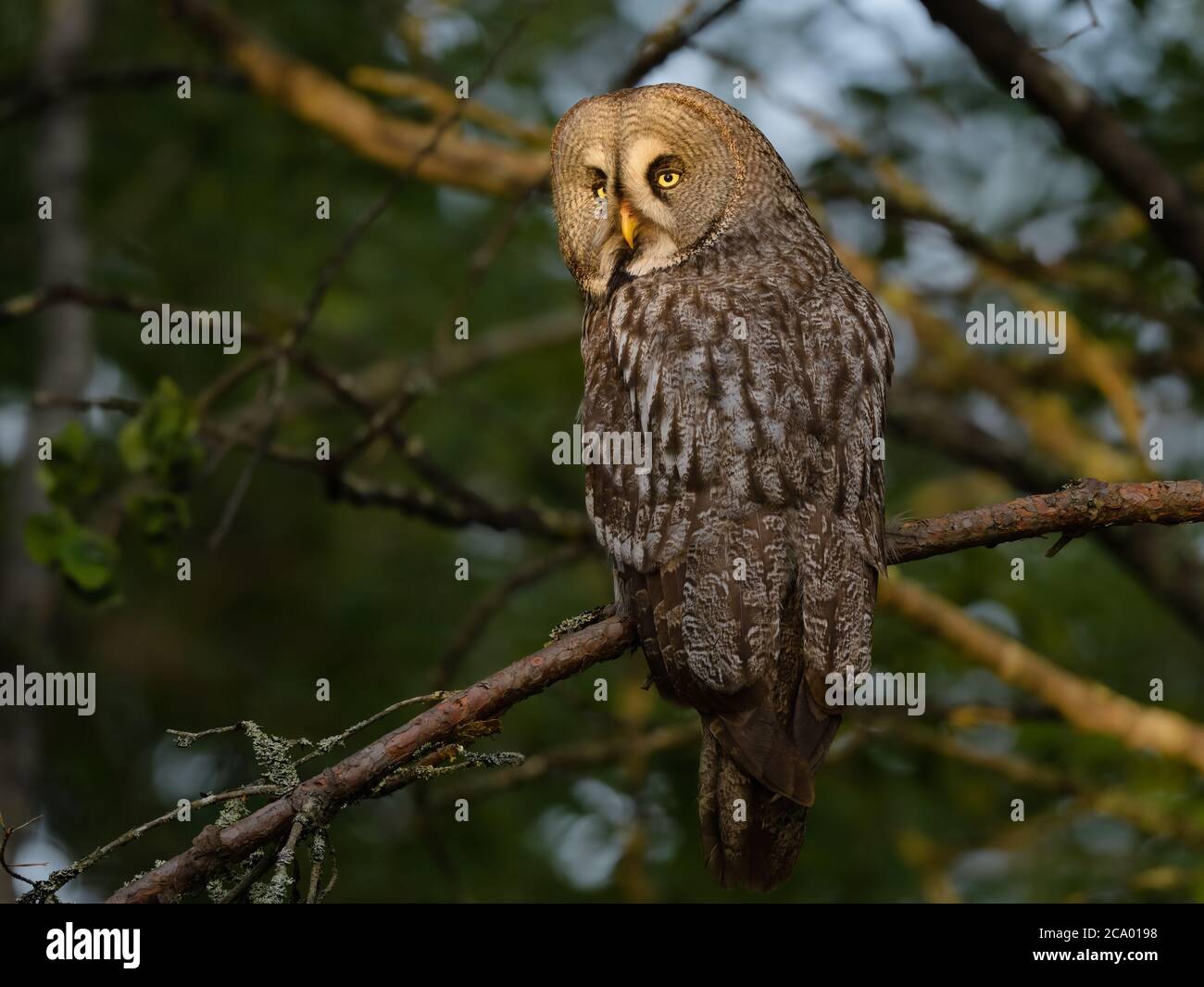 Great Grey Owl (Strix nebulosa), fotografata in svezia södermanland. Foto Stock