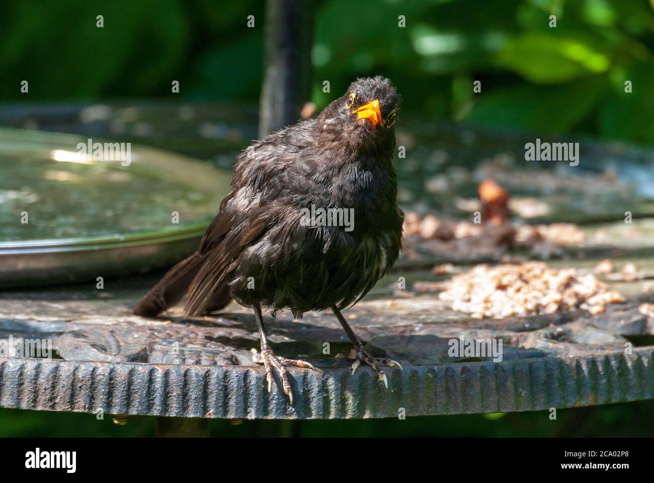 Uccello nero maschile su tavola da uccelli. Foto Stock