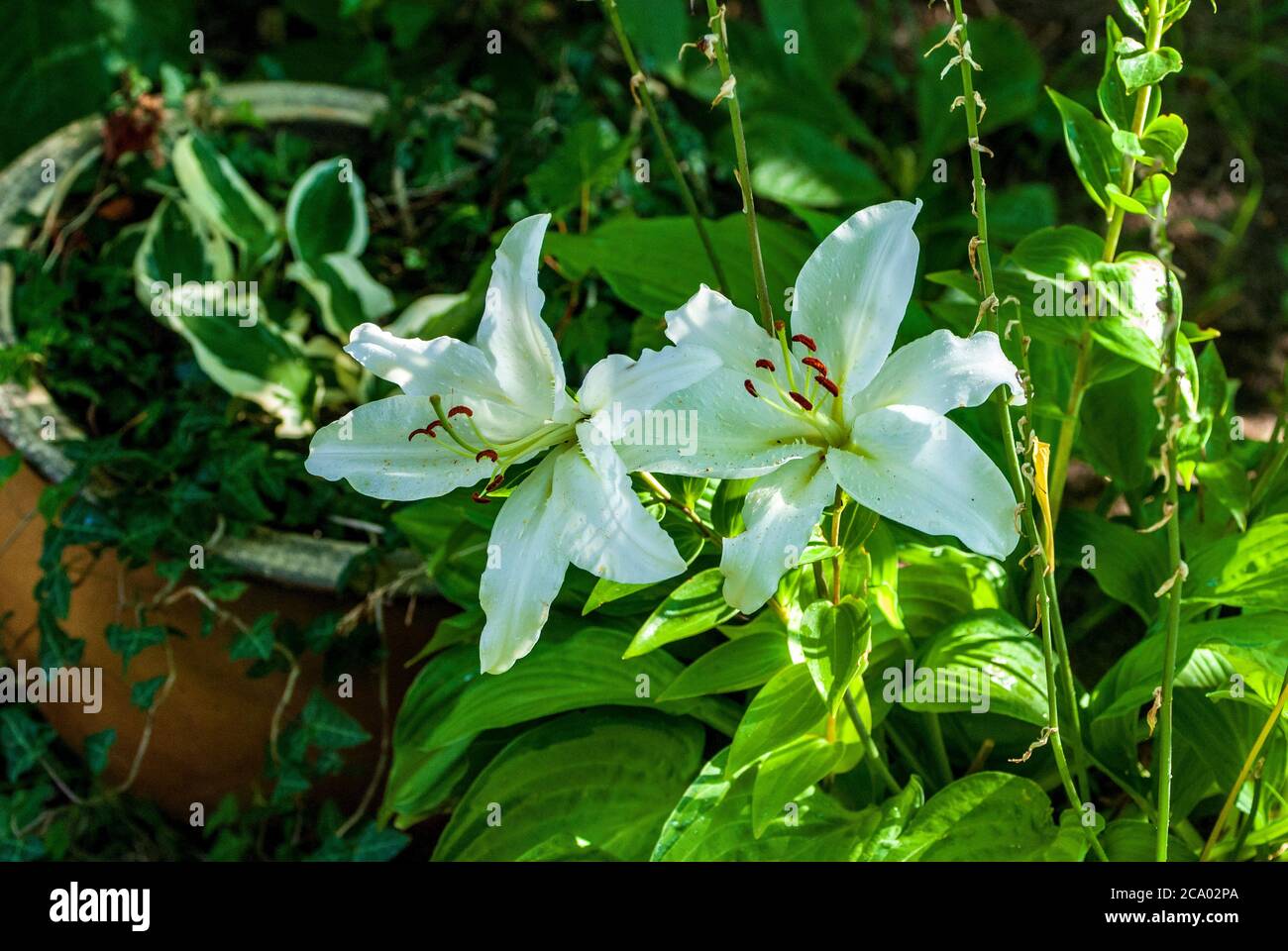 Fiori di Giglio. Foto Stock