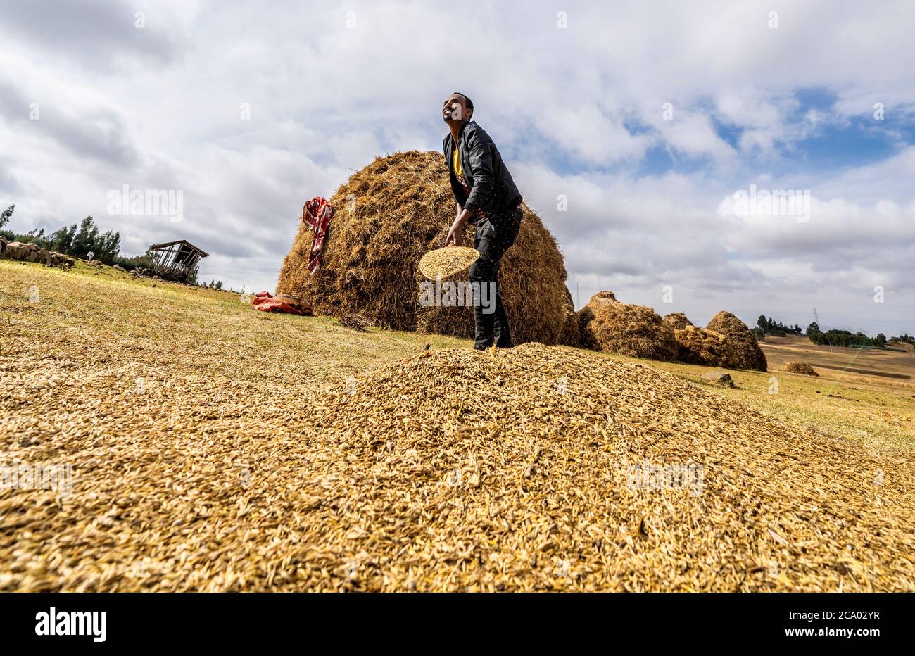 Uomo che batte grano nel campo rurale, provincia di Wollo, regione di Amhara, Etiopia, Africa Foto Stock