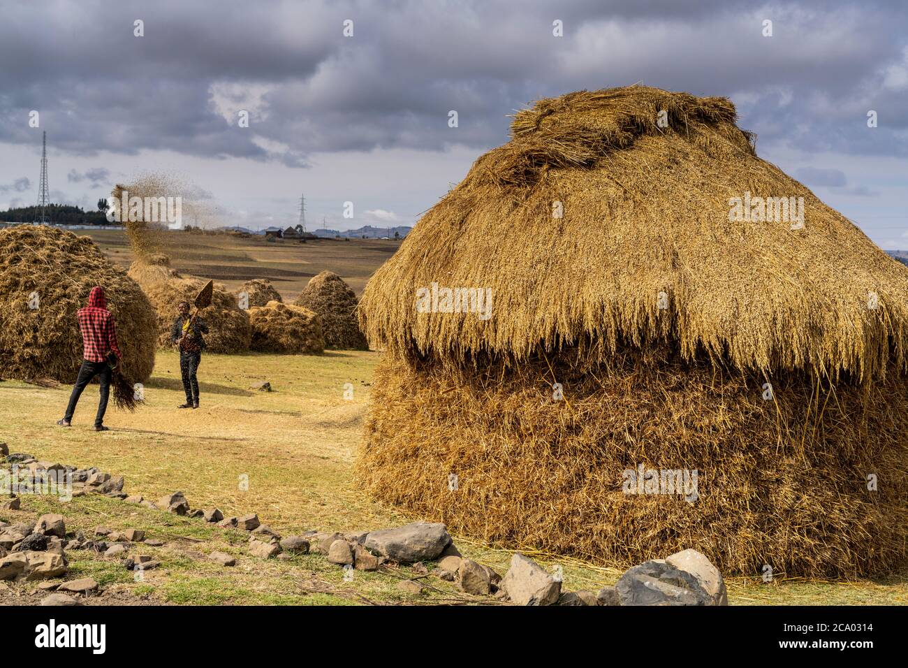 La gente che batte grano vicino a capanne tetto di paglia, provincia di Wollo, regione di Amhara, Etiopia, Africa Foto Stock