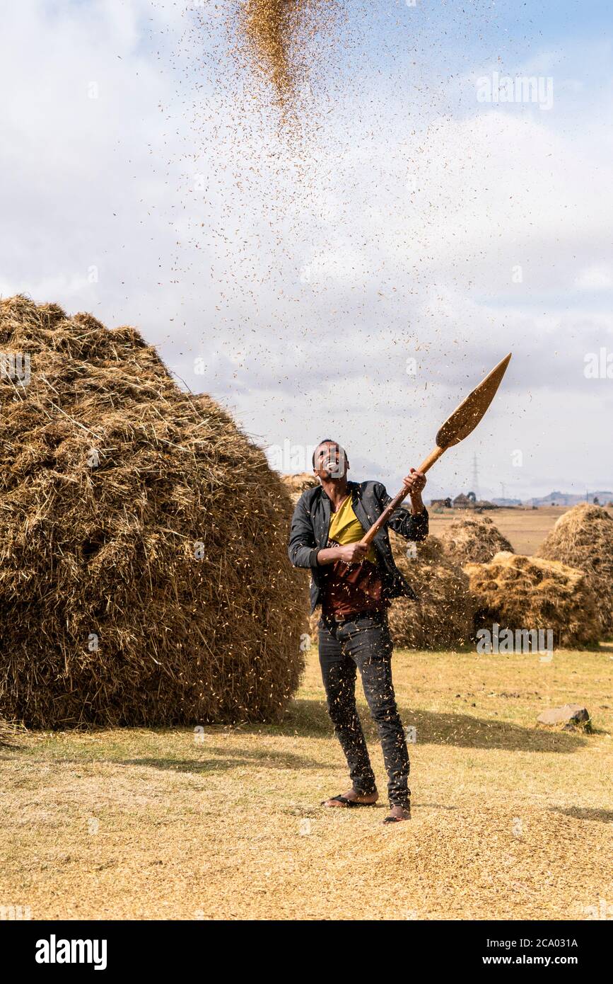 Uomo che getta il grano in aria durante la trebbiatura, provincia di Wollo, regione di Amhara, Etiopia, Africa Foto Stock