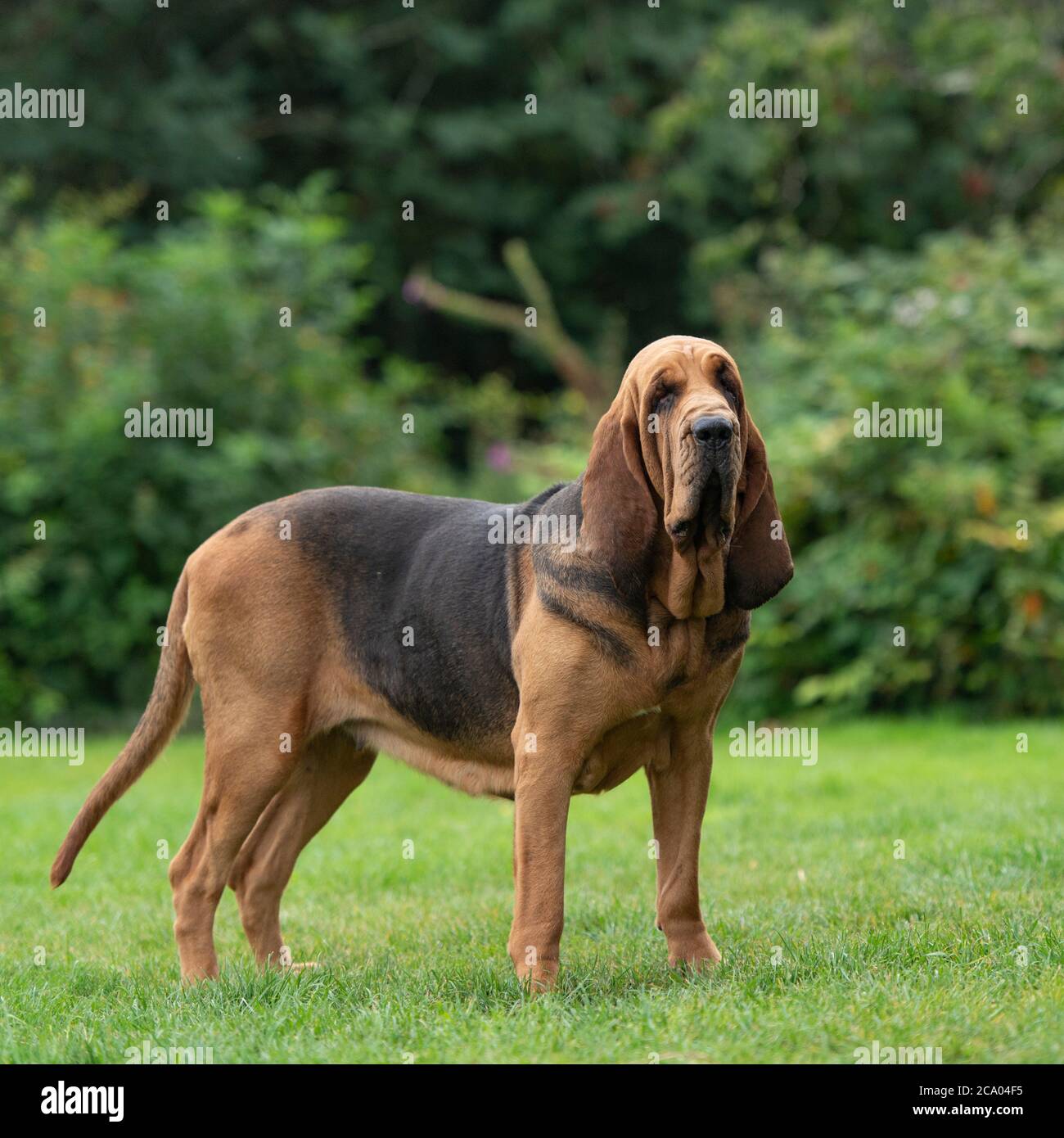 Bloodhound cane Foto Stock