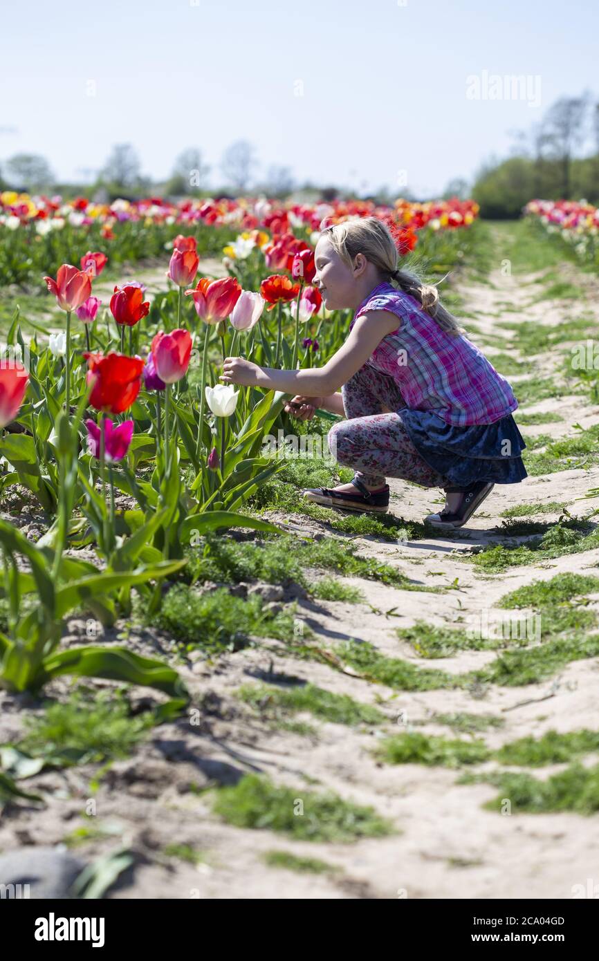 Ragazza (8) nel campo dei tulipani, Rostock, Meclemburgo-Pomerania occidentale, Germania Foto Stock