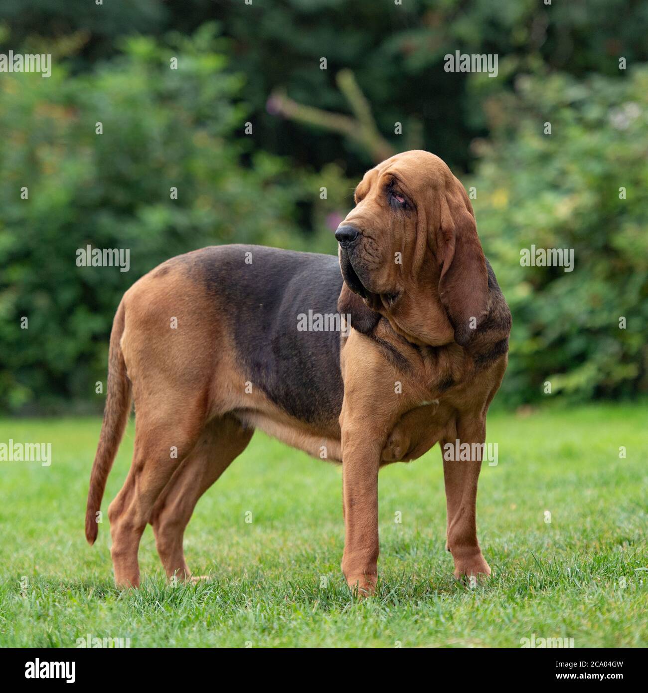 Bloodhound cane Foto Stock