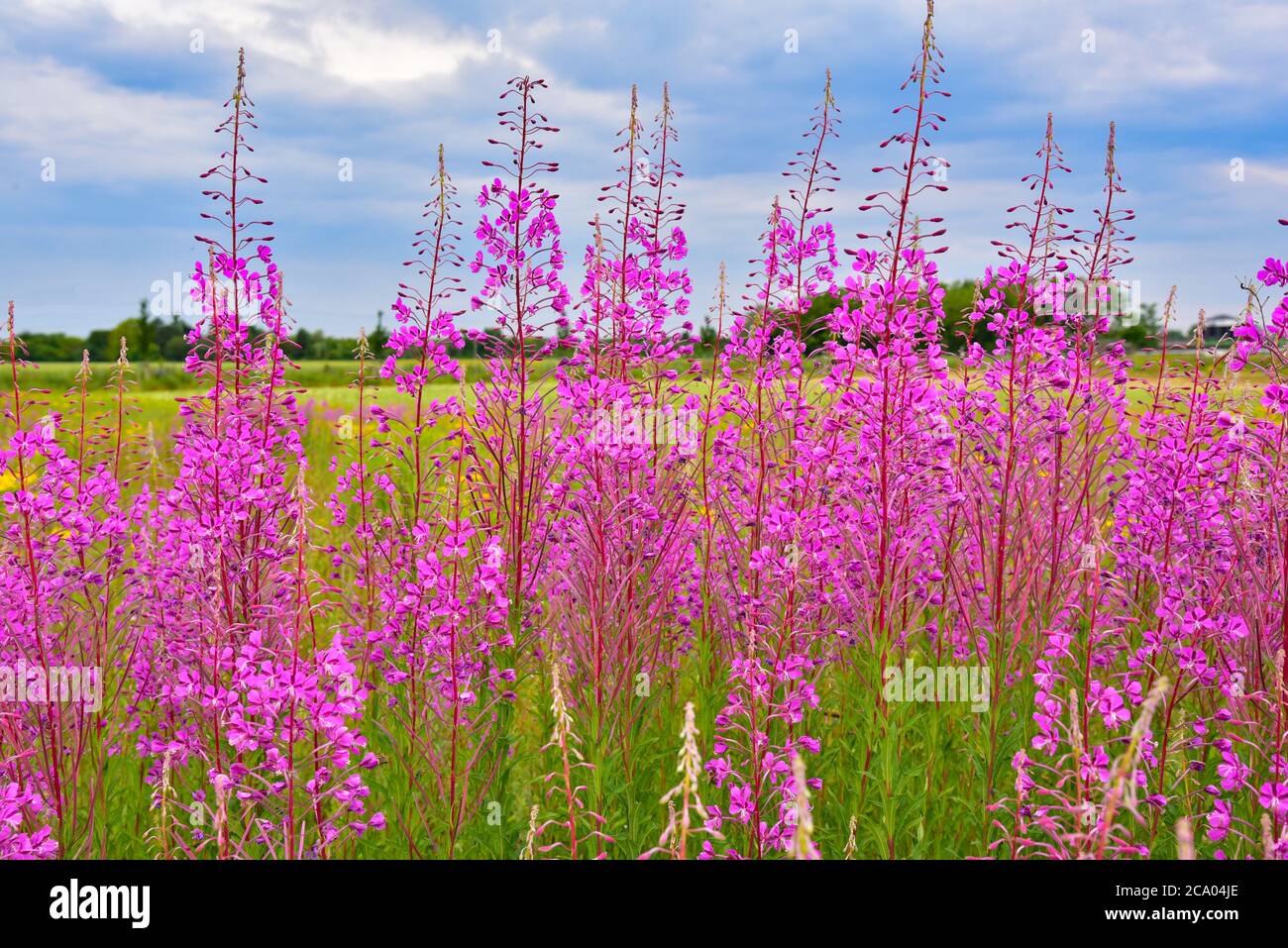 Erba di salice a foglia stretta (Epilobium angustifolium), Baviera, Germania Foto Stock