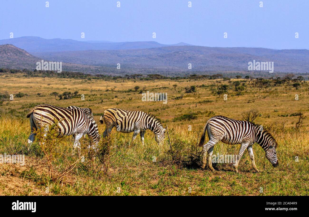 Tre zebre che pascolano nell'erba di savana al Parco Nazionale Kruger, Sud Africa Foto Stock
