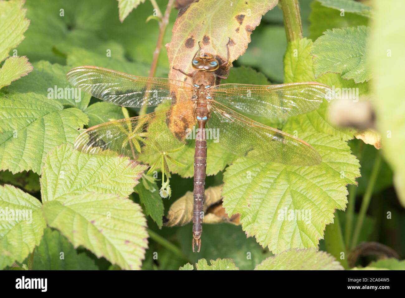 La libellula femminile di falco comune riposa nel fogliame presso la Riserva Naturale di High batts, vicino a Ripon, North Yorkshire Foto Stock