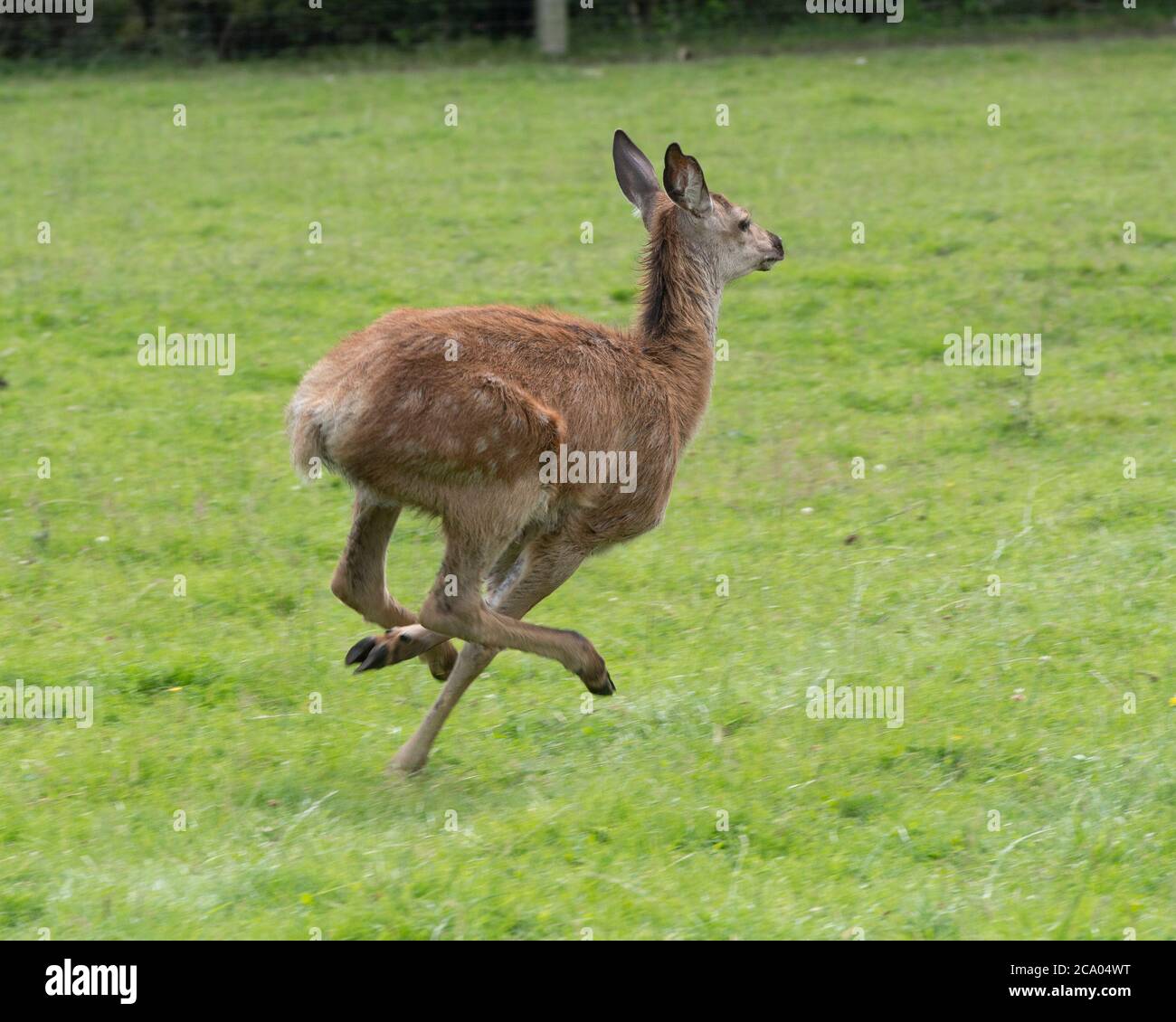 vitello rosso cervo che corre via Foto Stock